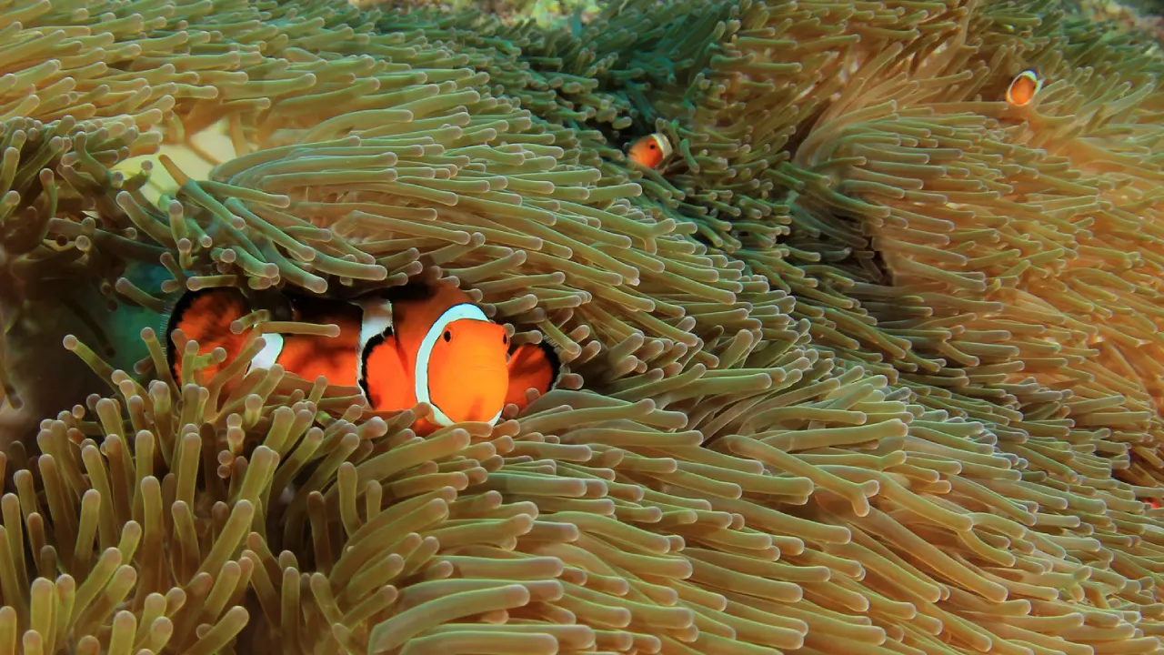 Boat Scuba Diving at Havelock Island (Swaraj Dweep) thumbnail 3