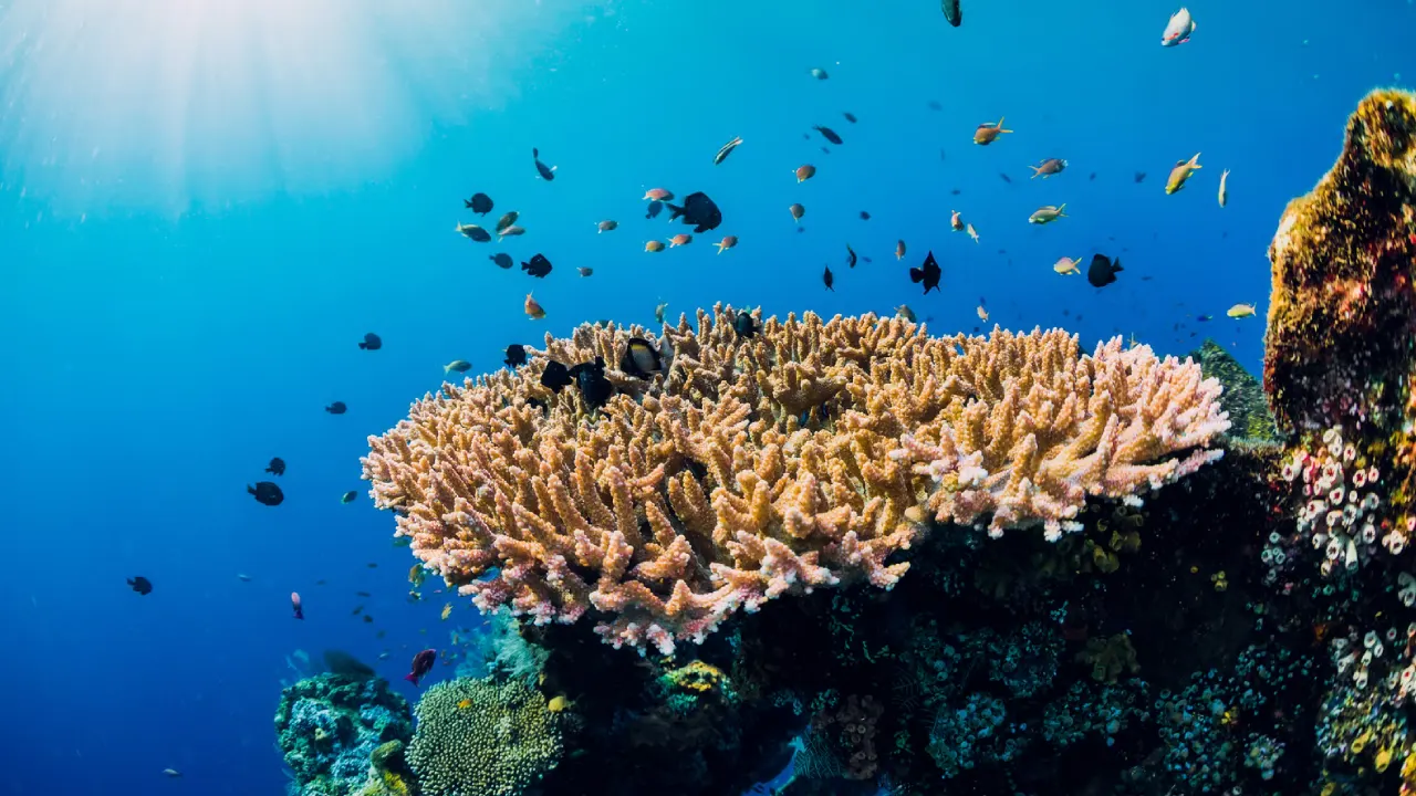 Boat Scuba Diving at Havelock Island (Swaraj Dweep) thumbnail 4