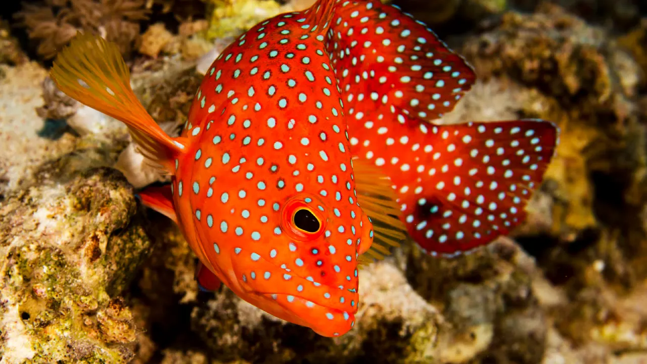 Scuba Diving Experience at North Bay thumbnail 4