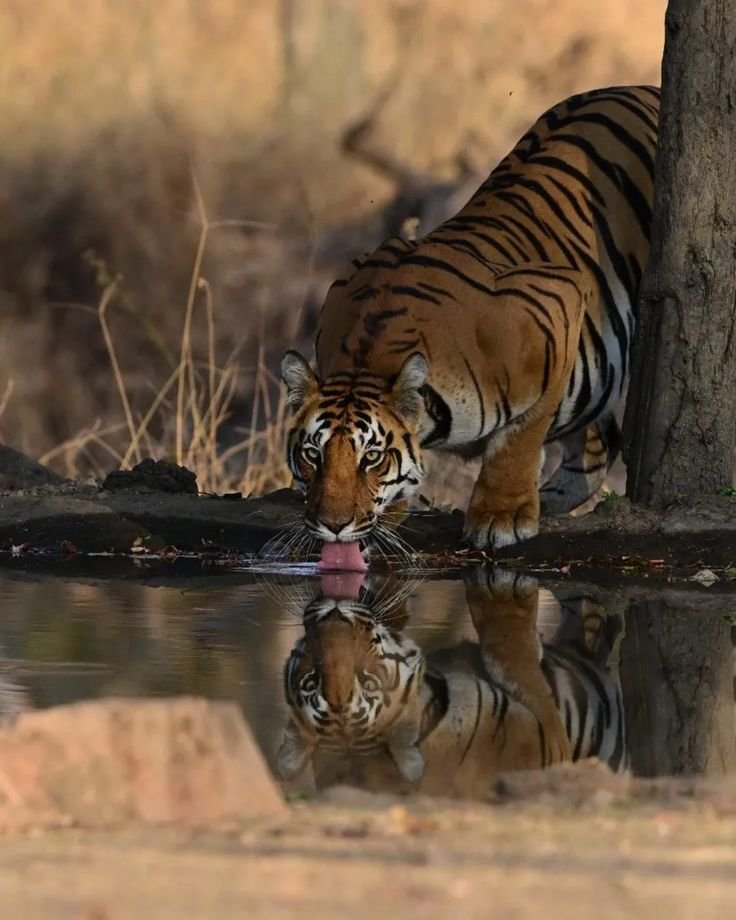 Pench Jungle Trails Group Tour