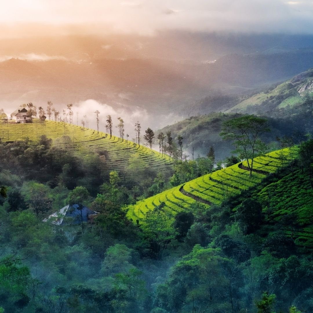 Coorg & Ooty Nature Escape