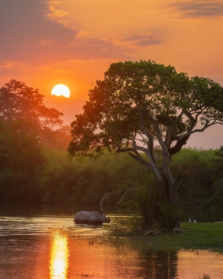 Kaziranga Wildlife Expedition