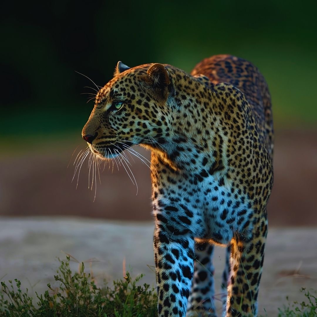 Leisure, Wildlife & Scenic Wonders