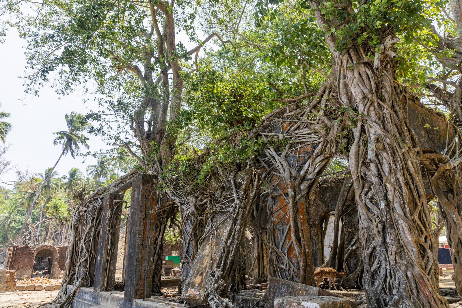 Step Back into the Colonial Era at Ross Island (Subhash Chandra Bose Dweep)
