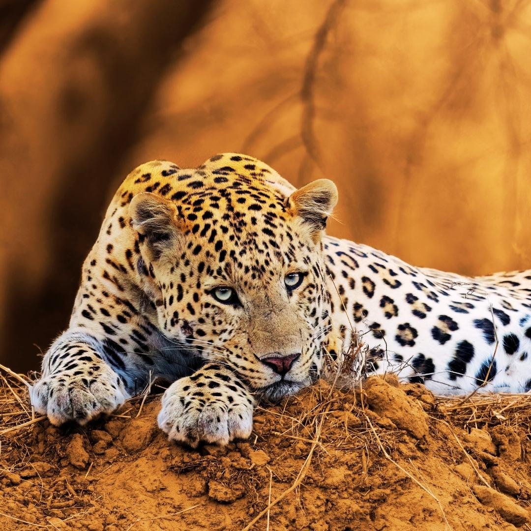 Bandhavgarh Wildlife Experience