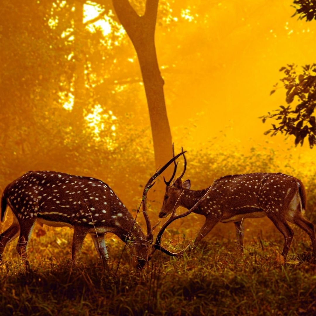 Wild Soul of Central India