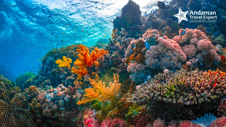 Andaman marine life