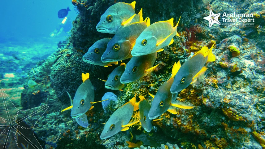 Coral reefs in the Andaman Sea