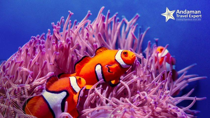 Colourful reef fish in the Andaman Sea